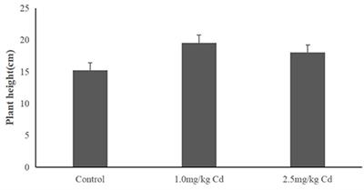 Mechanism of Remediation of Cadmium-Contaminated Soil With Low-Energy Plant Snapdragon